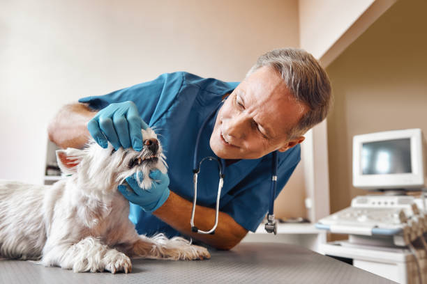 Best 24-Hour Emergency Dental Care in Boalsburg, PA